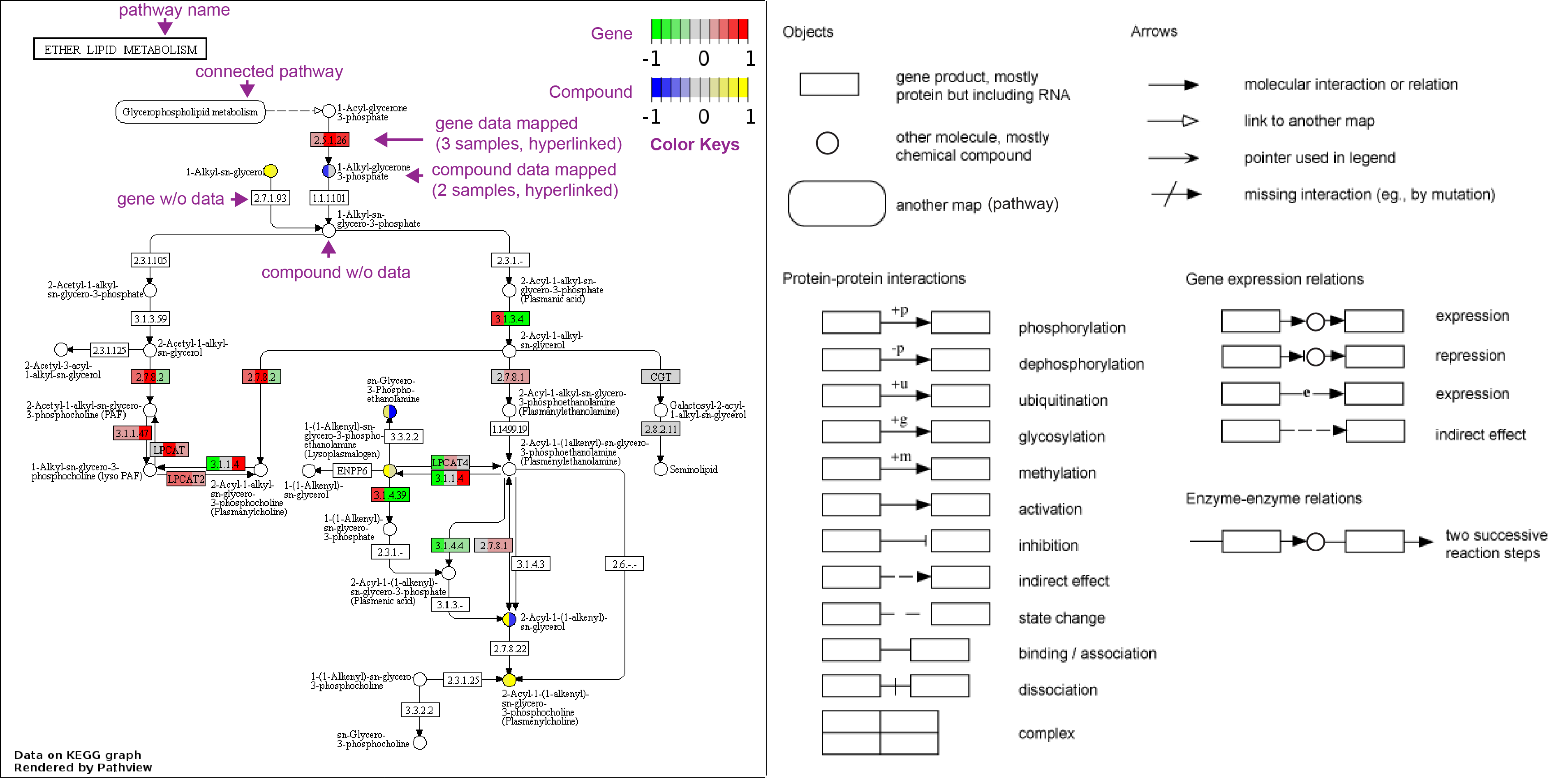 IntroductionInputOutput1) KEGG view (PNG files, as in Example 1)2) Graphviz view (PDF files, as in Example 2)3) Pathway analysis results (as in  Example 4)HelpReferenceContact
